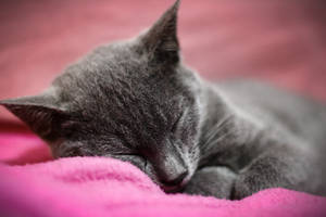 Sweet dreams by Mikiwe Sweet dreams by Mikiwe