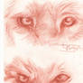 Wolfs eyes