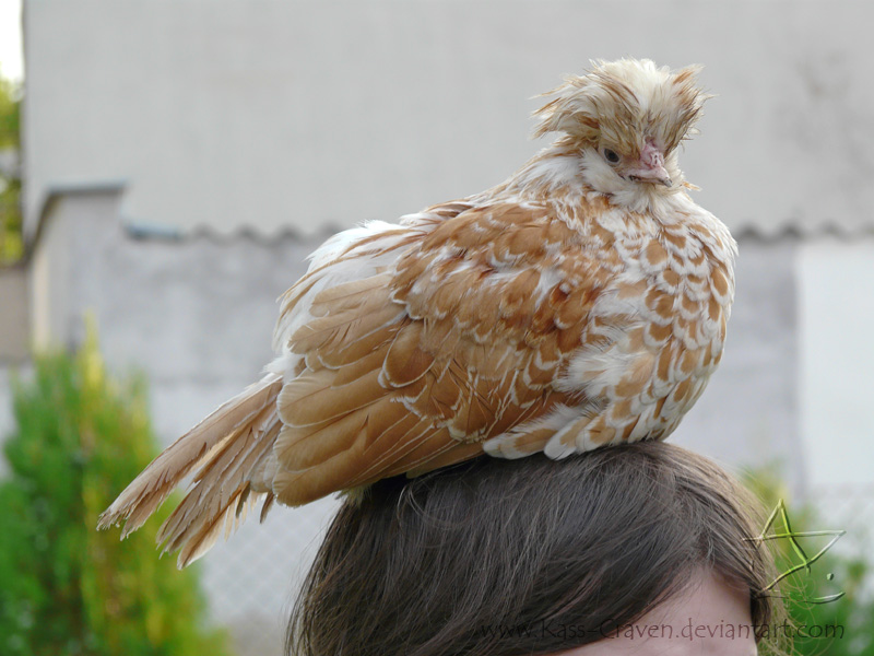 Chicken on head