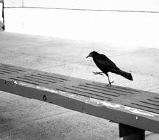 Crow Hop