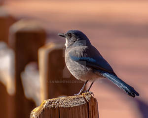 Mountain Bluebird