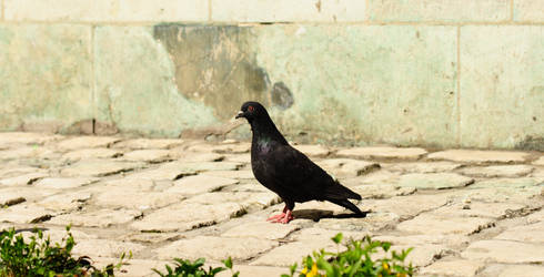 Pigeon