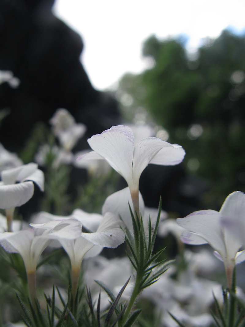 White Flower