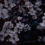 Among the flowers