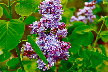 Purple Lilac 1