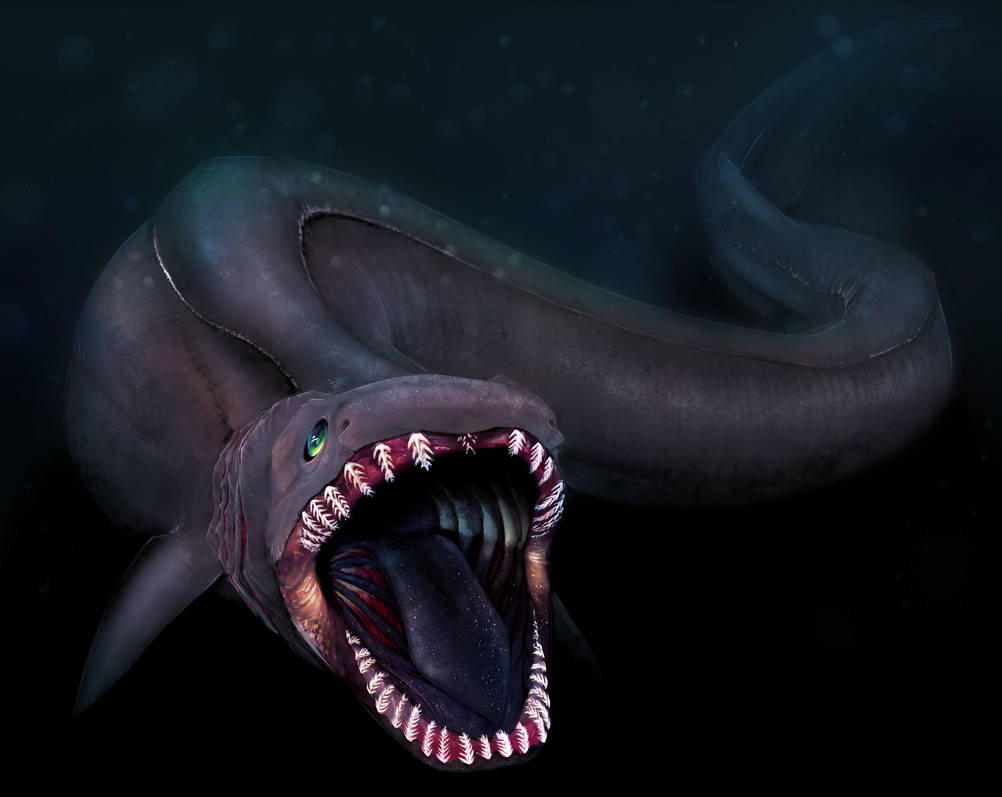 frilled shark by OrcinusKapros on DeviantArt