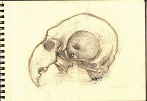 Parrot skull sketch