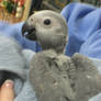 The African Gray Ghost
