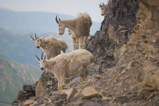 Timpanogos Goats