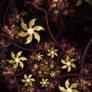 refracted garden