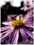 When the sun is kind for us by dintoira