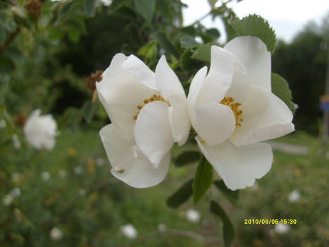 Dogrose flowering