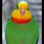 Colourful Parrot