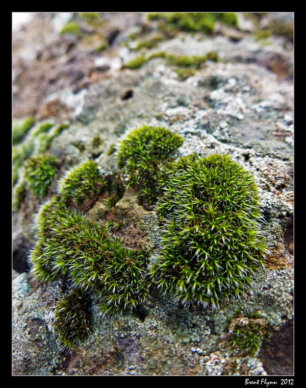 Moss Roc Rock Moss 01 by DarthIndy on DeviantArt