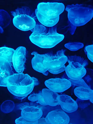 Jellyfish Gathering by DarthIndy