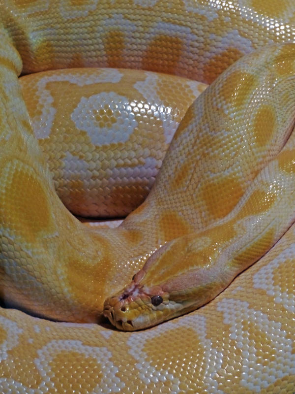 Burmese Python by DarthIndy on DeviantArt