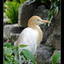 Resting Heron