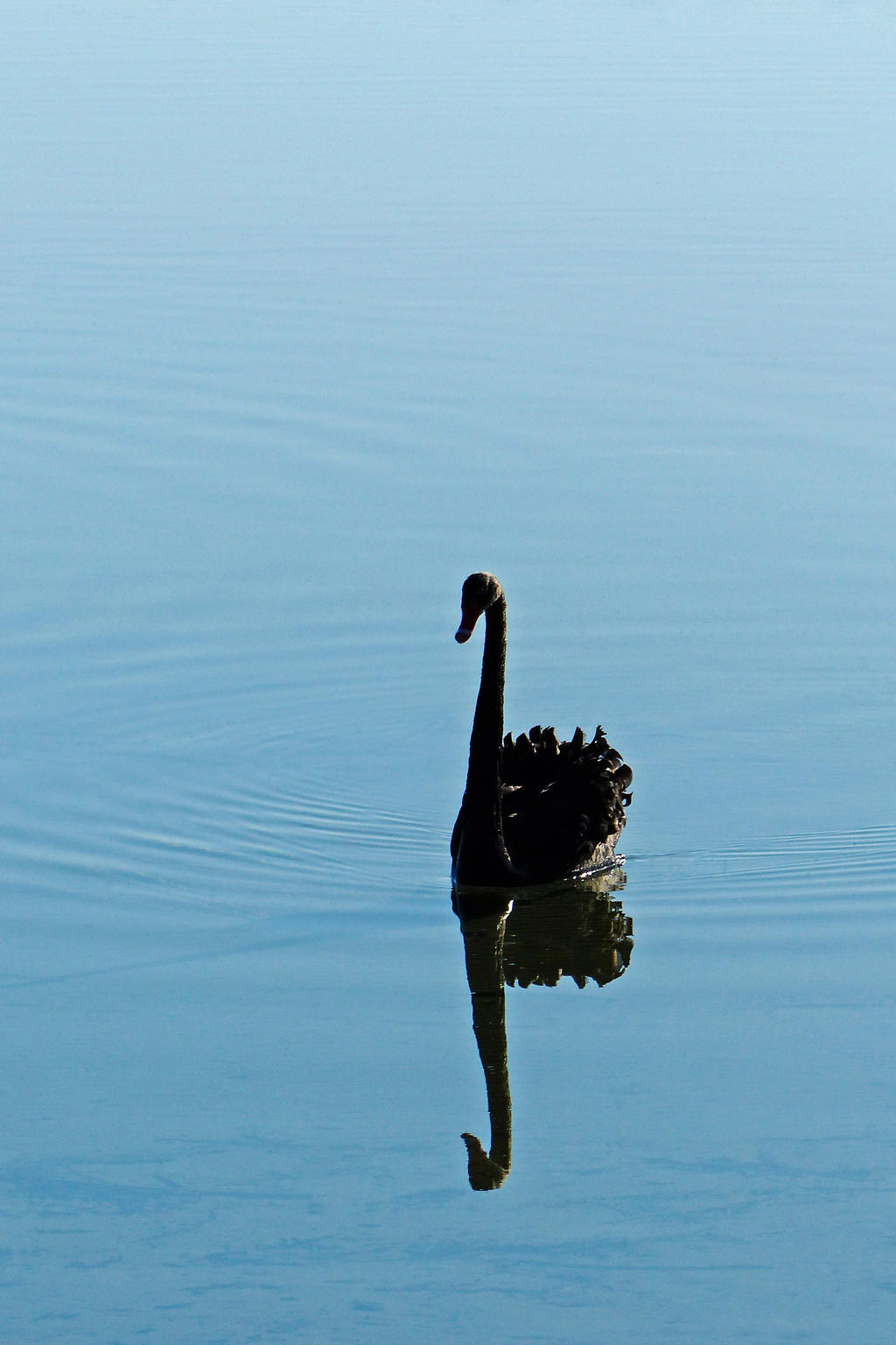 Swan Reflection 02