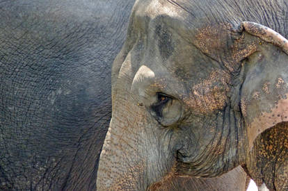 Thoughtful Elephant