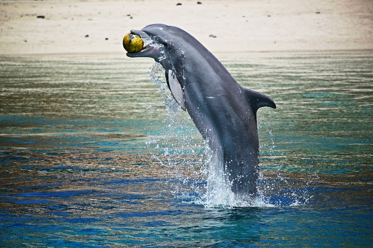 Jumping Dolphin With Ball By Legreg On