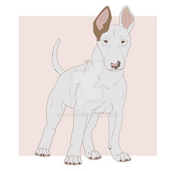 Bull Terrier