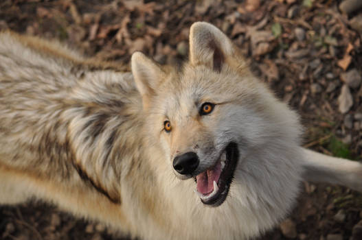 Big wolf smile