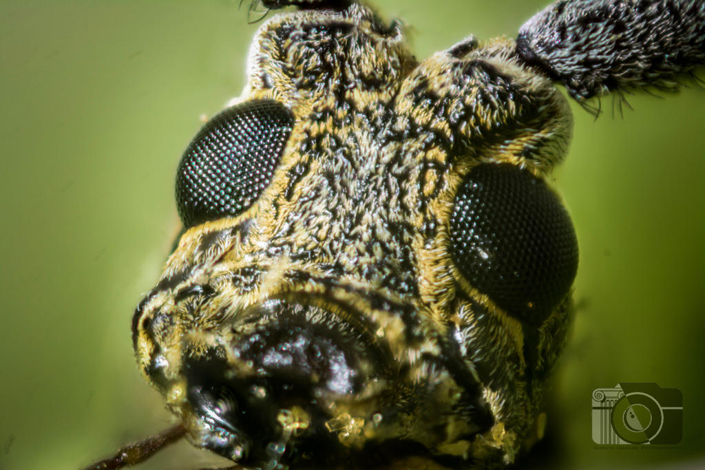 Jarry Insect insect 2 by JArchitect on DeviantArt