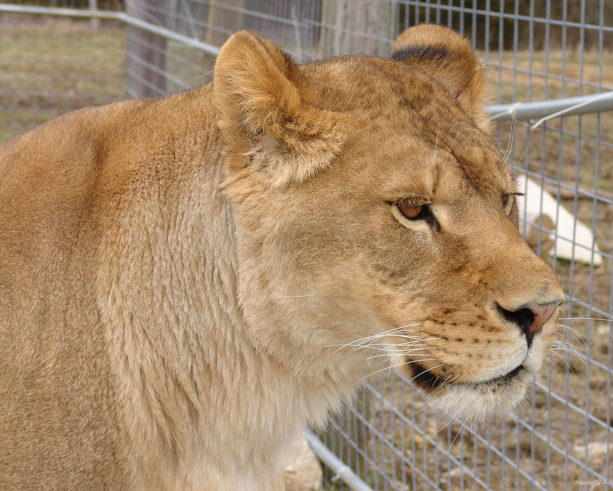 Savannah the Lioness 2