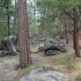 Rocks vs Trees