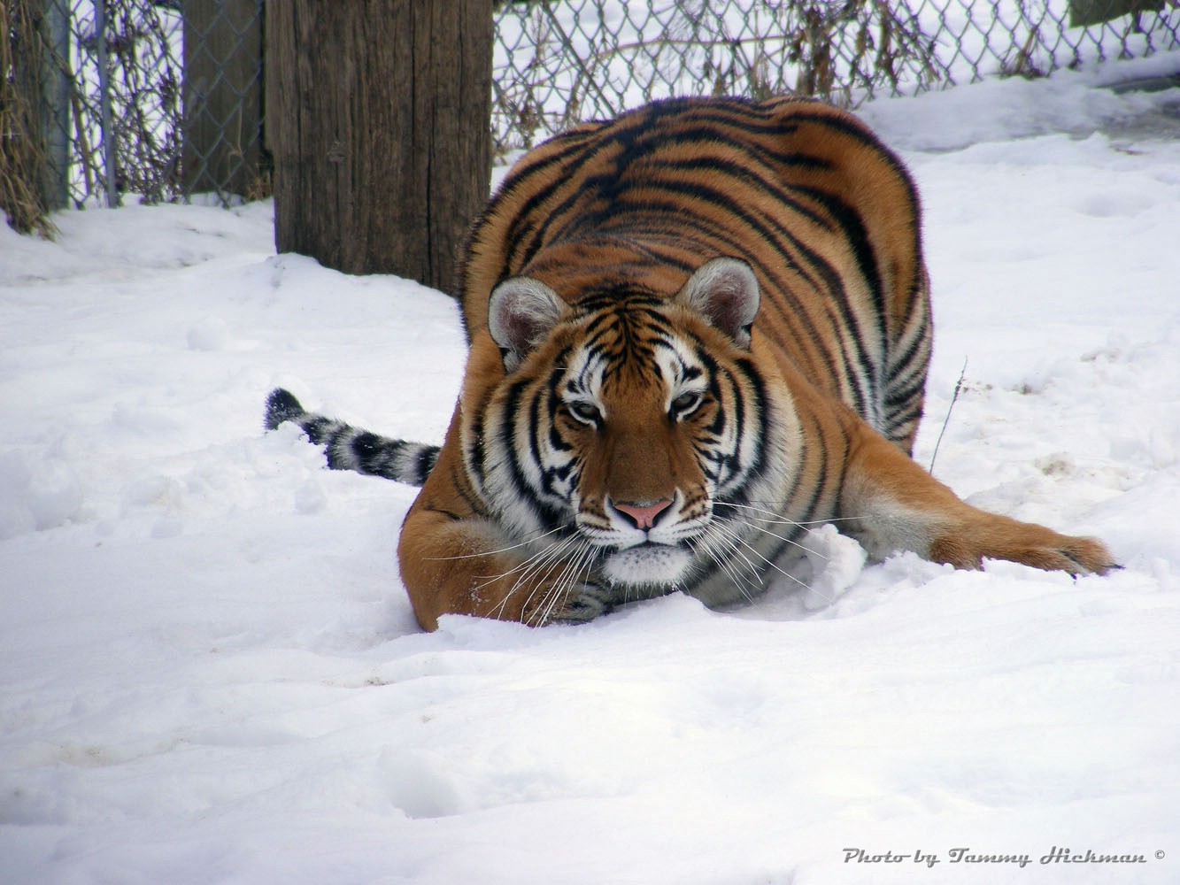 Hemara in the snow