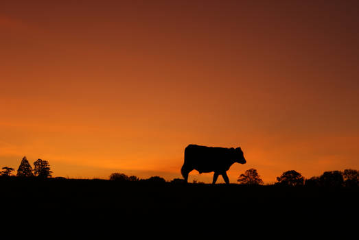 Walking Sunset