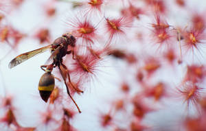 wasp serenade