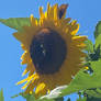 Sun Flower And Monarch ButterFly