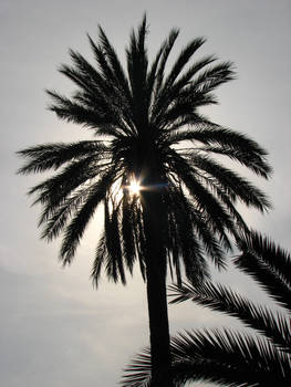 La Spezia Palm