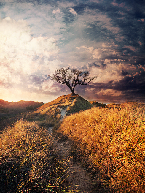 Old Tree On The Hill