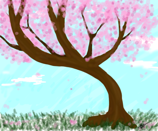 Cherry Blossom