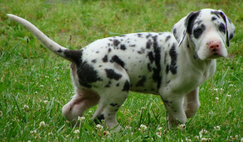 Great Dane Puppy2