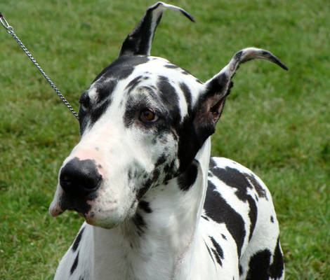 Great Dane