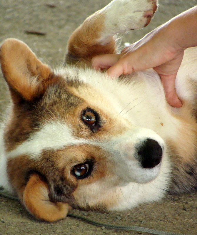 Belly Rub