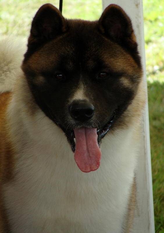 Akita