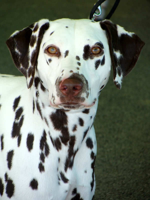 Dalmatian2