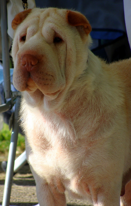 Shar Pei