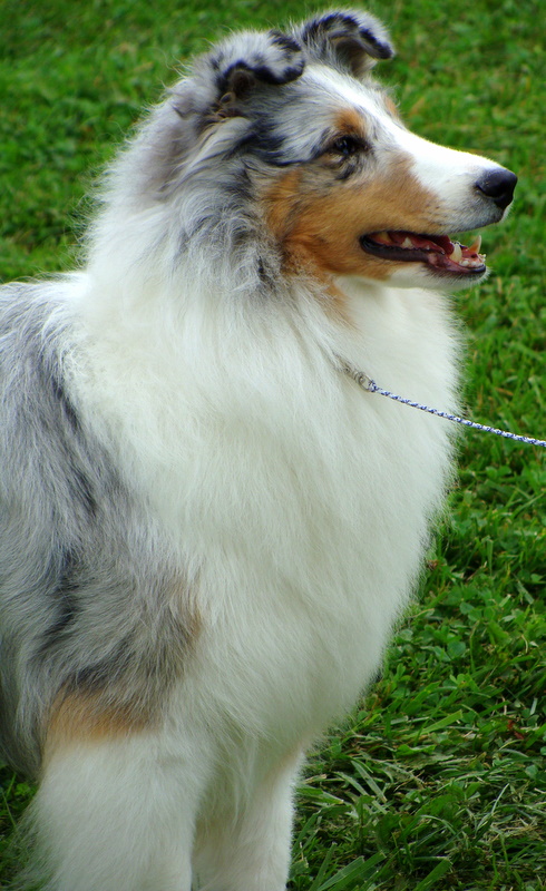 Sheltie3