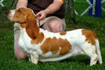 Basset Hound2 by OhSoJinxed