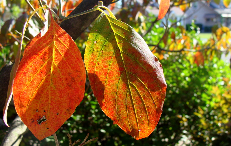 Colors of Fall