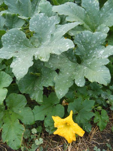 Exploring Terra Photo - Blooming Squash