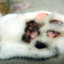 Daily Mews Photo - Pickle Toes - 04/9/2012