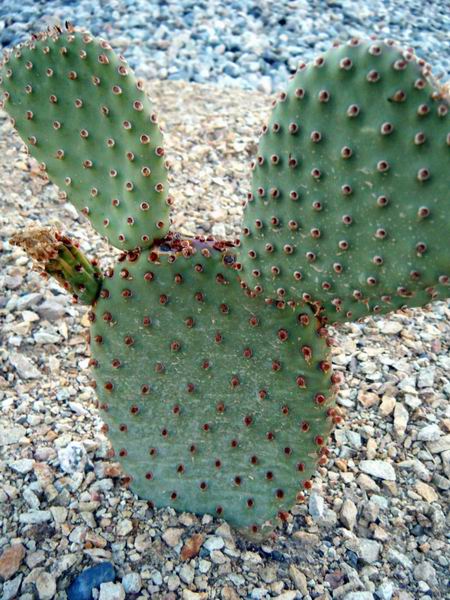 Exploring Terra Photo - Cactus 1