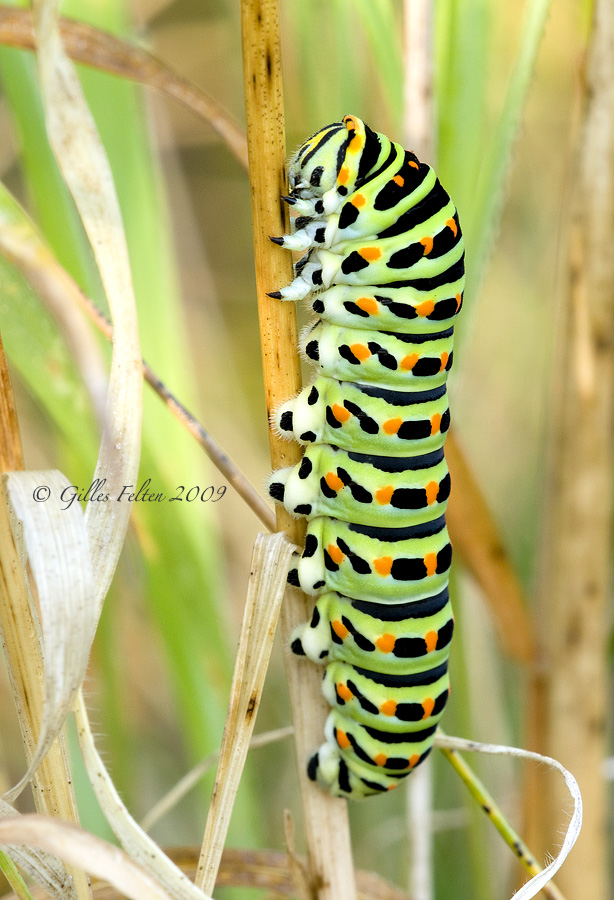 Swallowtail Caterpillar II