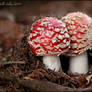 Amanita muscaria